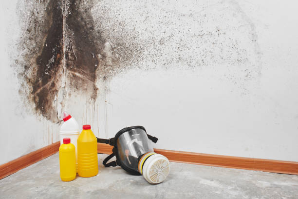 Best Mold Cleaning Services  in Lanai City, HI