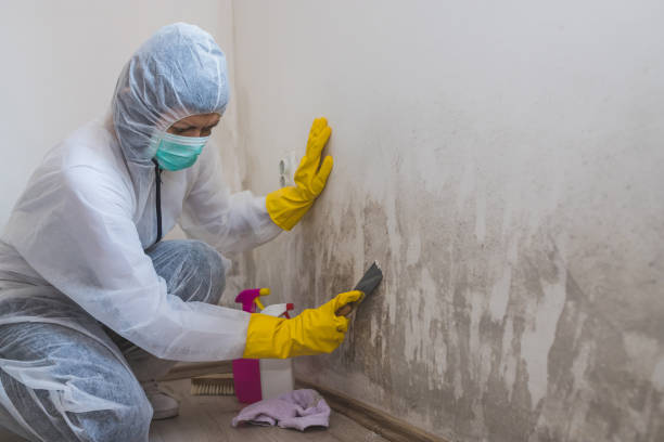 Home Mold Removal in Lanai City, HI