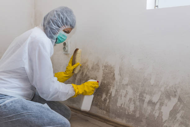 Best Mold Remediation  in Lanai City, HI