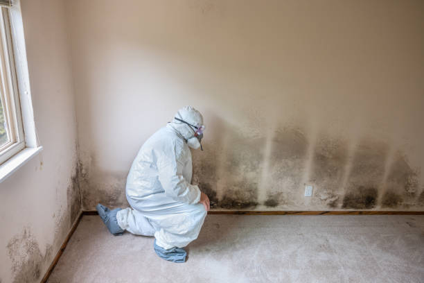 Best Mold Cleaning Services  in Lanai City, HI