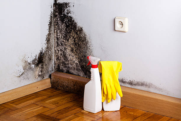 Crawl Space Mold Removal in Lanai City, HI