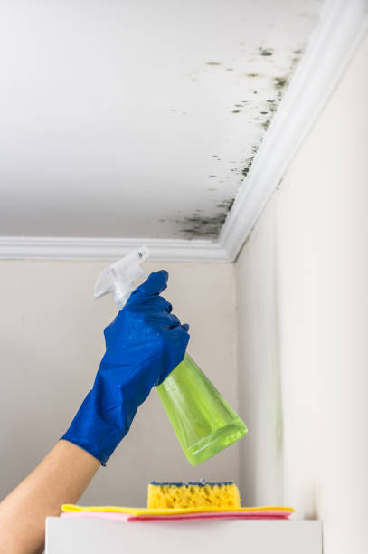 Office Mold Removal Services in Lanai City, HI